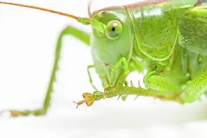 Cricket: Great Green Bush-Cricket - adult female over white
