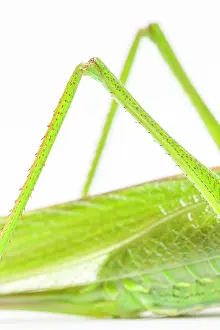Cricket: Great Green Bush-Cricket - adult female over white