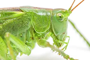 Cricket: Great Green Bush-Cricket - adult female over white