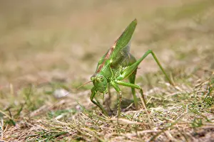 Viridissima: Great Green Bush Cricket - egg laying