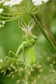 Uncommon: Great Green Bush-Cricket - final instar male emerging