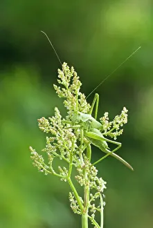 Viridissima: Great Green Bush Cricket - Immature female