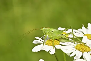 Viridissima: Great Green Bush Cricket - Immature female - resting