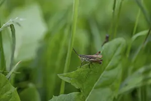 Tyrol: Great green bush cricket (locusta)