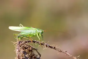 Viridissima: Great Green Bush Cricket - Male