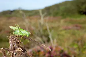 Viridissima: Great Green Bush Cricket - Male