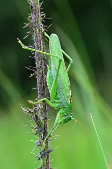 Viridissima: Great Green Bush-Cricket male