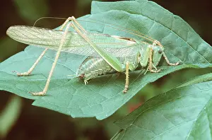 Cricket: GREAT GREEN BUSH-CRICKET - Male