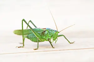 Sedum: Great Green Bush Cricket - male on Sedum - Summer