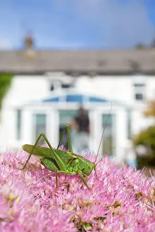 Sedum: Great Green Bush Cricket on Sedum in summer - UK