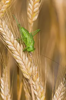 Cricket: Great green bush cricket, sitting amongst crop of