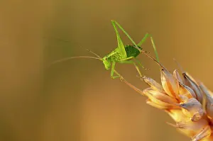 Panicle: Great green bush cricket (Tettigonia viridissima)
