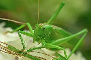 Horned: Great green bush cricket (Tettigonia viridissima)