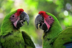 Ambigua: Great green Macaw