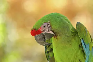 Macaw: Great green macaw (Ara ambigua), animal portrait