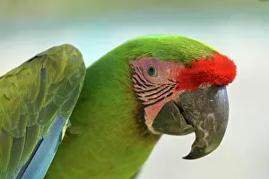 Macaw: Great green macaw (Ara ambigua), animal portrait