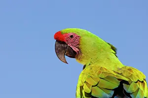 Macaws: Great Green Macaw Ara ambiguous Sarapiqui, Costa Rica BI0336