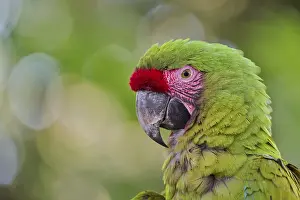 Parrots: Great green macaw (Ara ambiguus) Costa Rica