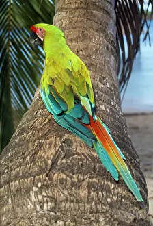 Buffons: Great Green Macaw / Buffon's Macaw