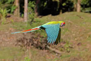 Macaws: Great Green Macaw - in flight Ara ambiguous Sarapiqui, Costa