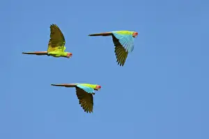 Macaws: Great Green Macaw - in flight Ara ambiguous Sarapiqui, Costa