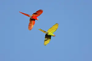 Macaws: Great Green Macaw - in flight Ara ambiguous Sarapiqui, Costa