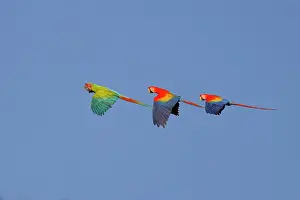 Macaws: Great Green Macaw - in flight Ara ambiguous Sarapiqui, Costa