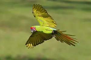 Macaws: Great Green Macaw - in flight Ara ambiguous Sarapiqui, Costa