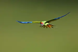 Macaws: Great Green Macaw - in flight Ara ambiguous Sarapiqui, Costa