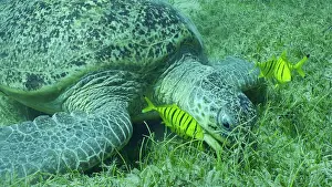 Mydas: Great Green Sea Turtle (Chelonia mydas) with group