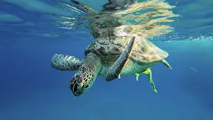 Mydas: Great Green Sea Turtle (Chelonia mydas) is resti