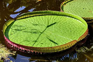 Company: Great green Victoria Regia floating on the calm