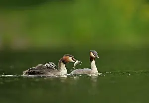 Perca: Great Grested Grebe two chicks nestled in parent's