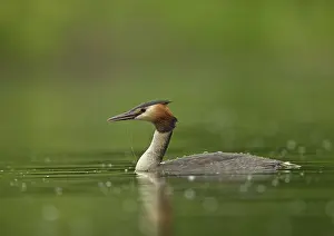 Droplets: Great Grested Grebe - June