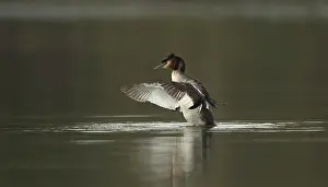 Droplets: Great Grested Grebe - shaking and rearranging wing