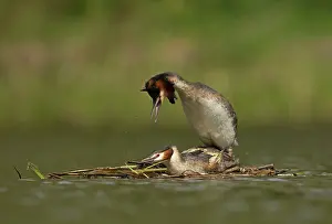 Grested: Great Grested Grebes male and female mating on nest