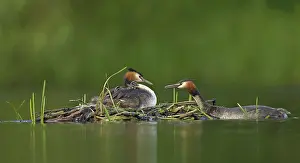 Bringing: Great Grested Grebes - parents and chicks at nest