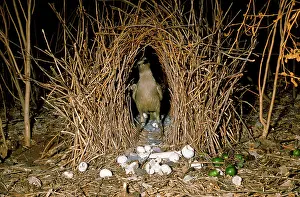 Bowers: Great Grey Bowerbird - at bower