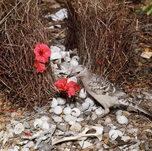 Bowers: Great Grey BOWERBIRD - decorating bower with red