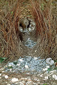 Bowers: Great Grey Bowerbird - male re-arranging around bower