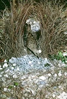 Bowerbird: Great Grey BOWERBIRD - male in twig bower