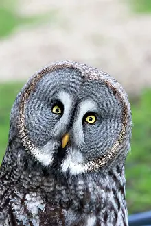 Cocked: Great Grey Great Gray Owl