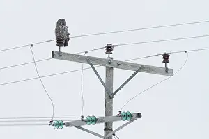 Pylon: Great Grey Owl