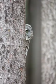Peeping: Great Grey Owl