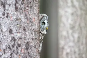 Bohemia: Great Grey Owl