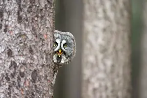 Peeping: Great Grey Owl