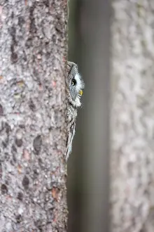 Bohemia: Great Grey Owl