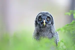 Oslo: Great Grey Owl