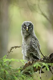 Oslo: Great Grey Owl