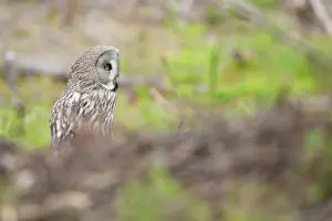 Oslo: Great Grey Owl